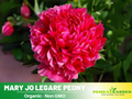 10+ Rare Seeds| Mary Jo Legare Peony Seeds (Paeonia, Herbaceous Peony) – Rare Heirloom - Open Pollinated -  Romantic Perennial Blooms for Cottage Garden, Fragrant Cut Flowers, Easy to Grow #B025