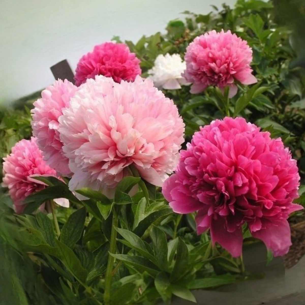 Mary Jo Legare Peony Seeds - Herbaceous, 10+ seeds