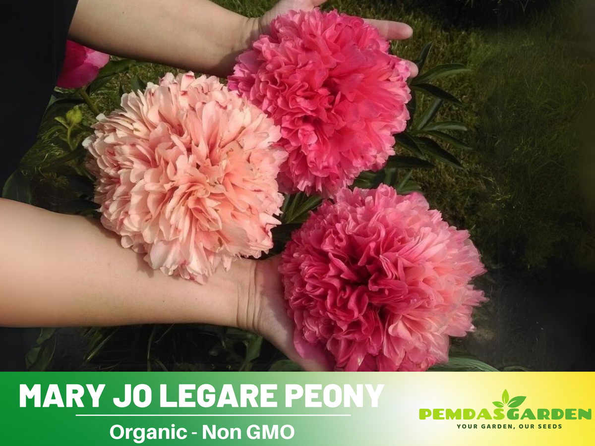 10+ Rare Seeds-  "Mary Jo Legare Peony " Seeds #B025