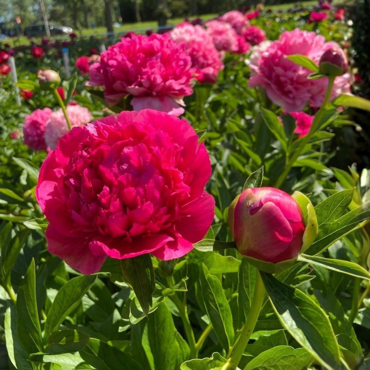 Mary Jo Legare Peony Seeds - Herbaceous, 10+ seeds