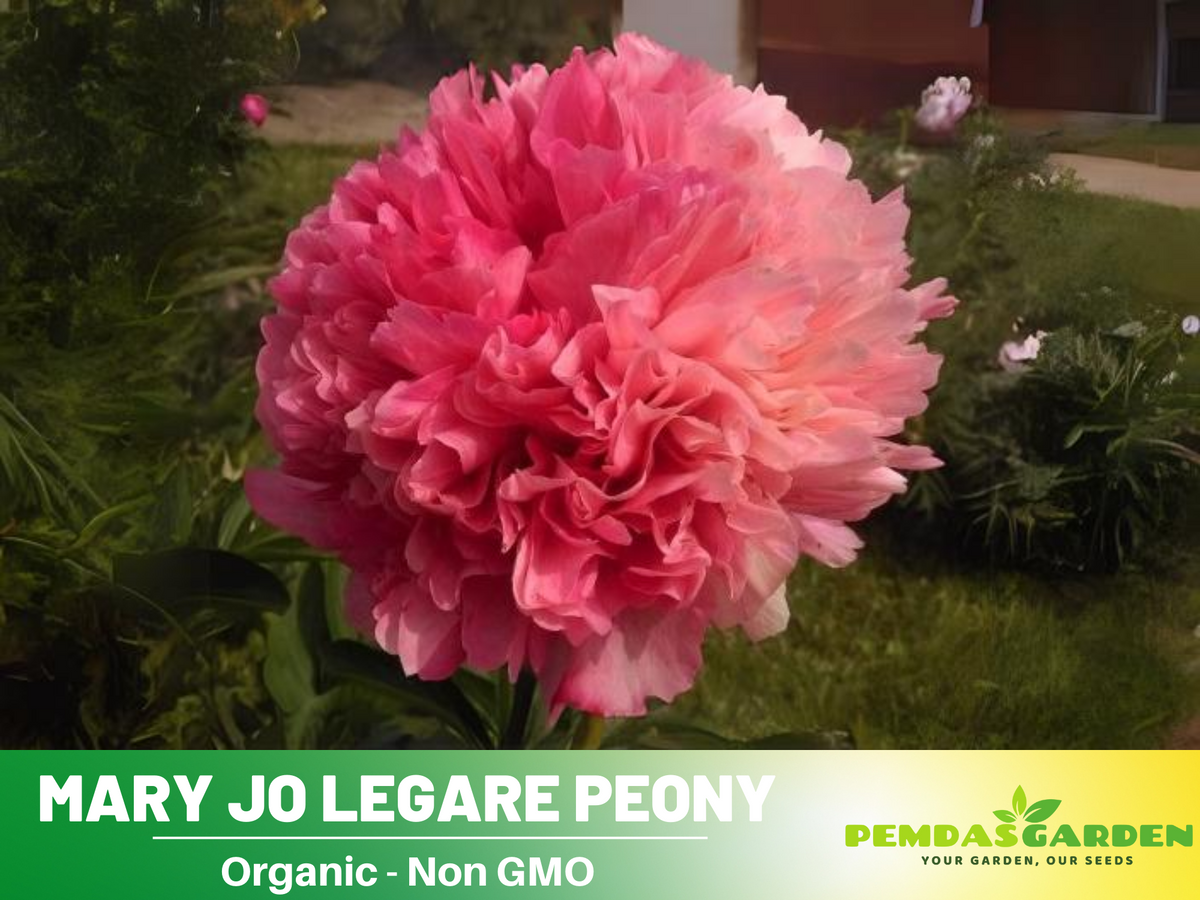 10+ Rare Seeds-  "Mary Jo Legare Peony " Seeds #B025