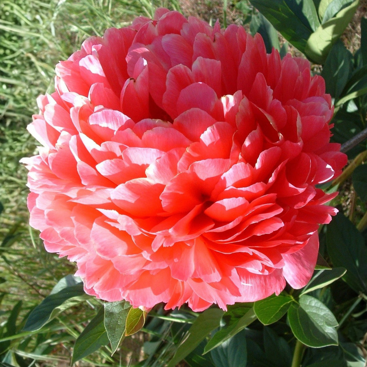Mary Jo Legare Peony Seeds - Herbaceous, 10+ seeds