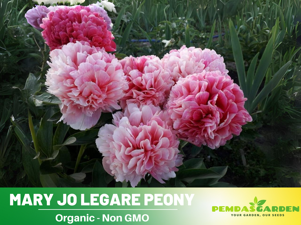 10+ Rare Seeds-  "Mary Jo Legare Peony " Seeds #B025