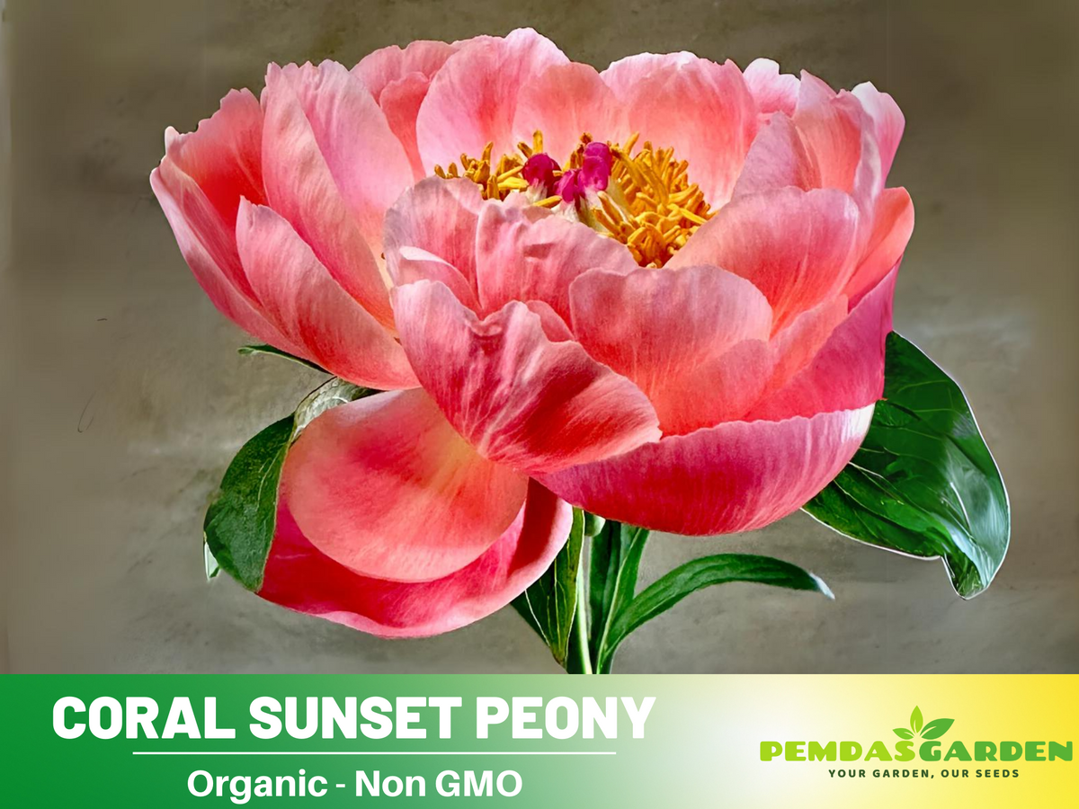 10+ Rare Seeds - "Coral Sunset Peony Collection " Seeds #B026