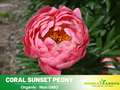 10+ Rare Seeds |Coral Sunset Collection Peony Seeds (Paeonia, Herbaceous Peony) – Rare Heirloom - Open Pollinated -  Romantic Perennial Blooms for Cottage Garden, Fragrant Cut Flowers, Easy to Grow #B026