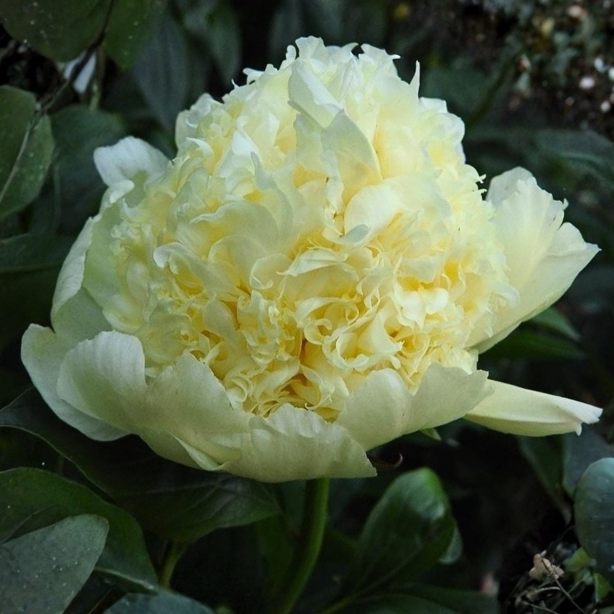 Goldilocks Peony Flower Seeds (Paeonia, Chinese Peony), 10+ seeds