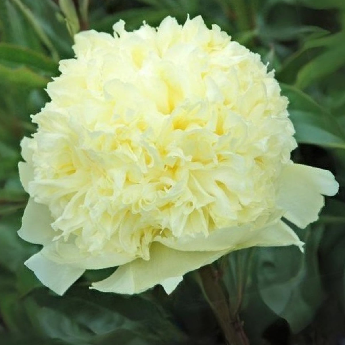 Goldilocks Peony Flower Seeds (Paeonia, Chinese Peony), 10+ seeds