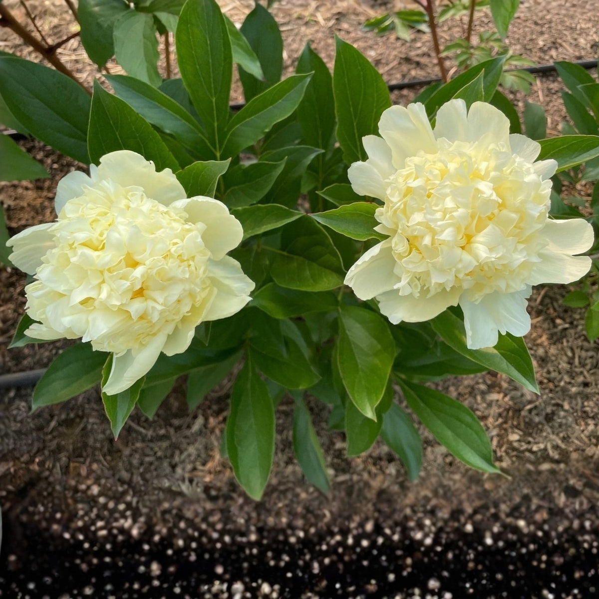 Goldilocks Peony Flower Seeds (Paeonia, Chinese Peony), 10+ seeds