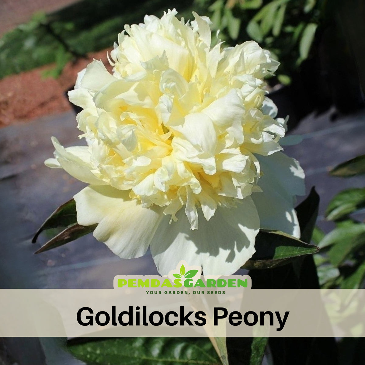 Goldilocks Peony Flower Seeds (Paeonia, Chinese Peony), 10+ seeds