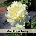 10+ Seeds| Goldilocks Peony Flower Seeds (Paeonia, Chinese Peony) – Heirloom Perennial Flower Seeds for Colorful Garden Blooms, Ornamental Landscaping & Cut Flowers#B027