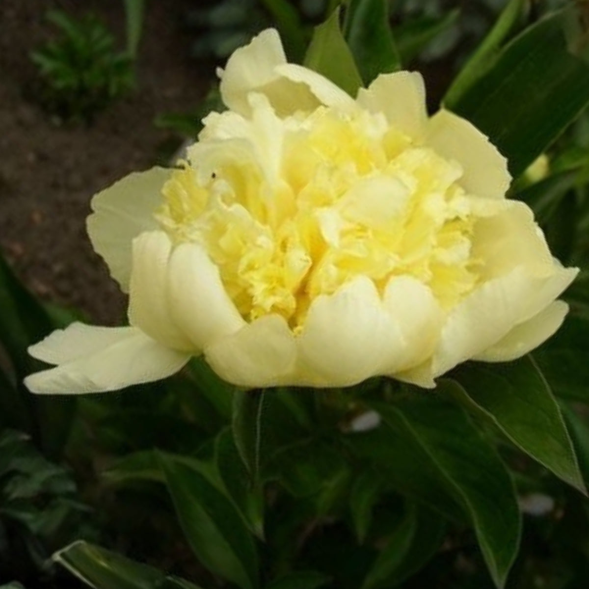Goldilocks Peony Flower Seeds (Paeonia, Chinese Peony), 10+ seeds