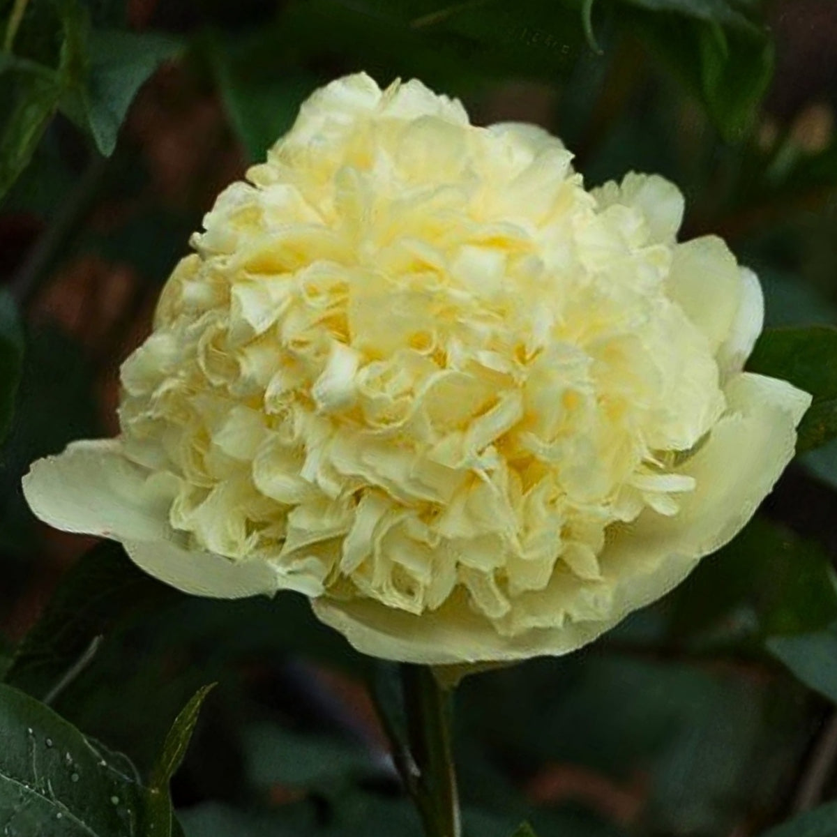 Goldilocks Peony Flower Seeds (Paeonia, Chinese Peony), 10+ seeds