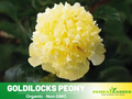 10+ Seeds| Goldilocks Peony Flower Seeds (Paeonia, Chinese Peony) – Heirloom Perennial Flower Seeds for Colorful Garden Blooms, Ornamental Landscaping & Cut Flowers#B027