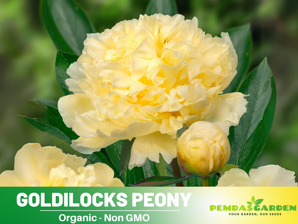 10+ Seeds| Goldilocks Peony Flower Seeds for planting in the garden- perennial plant #B027