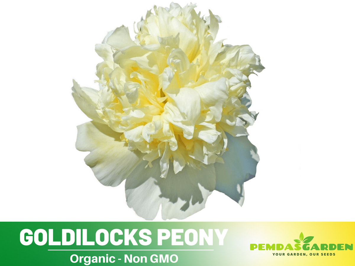 10+ Seeds| Goldilocks Peony Flower Seeds for planting in the garden- perennial plant #B027