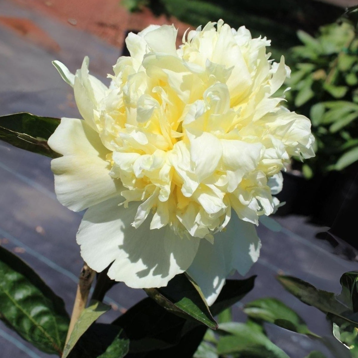 Goldilocks Peony Flower Seeds (Paeonia, Chinese Peony), 10+ seeds