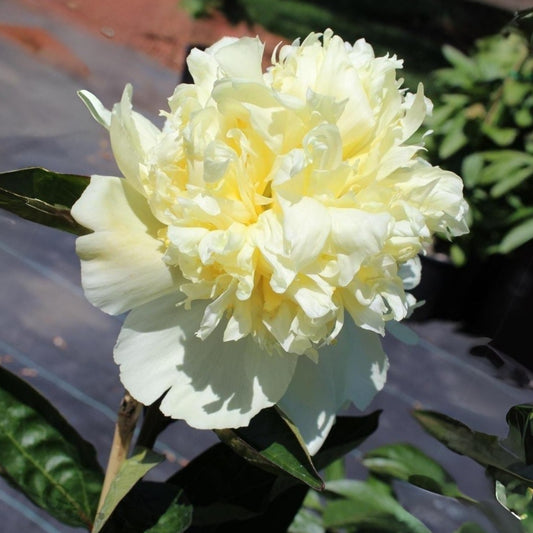 Goldilocks Peony Flower Seeds (Paeonia, Chinese Peony), 10+ seeds