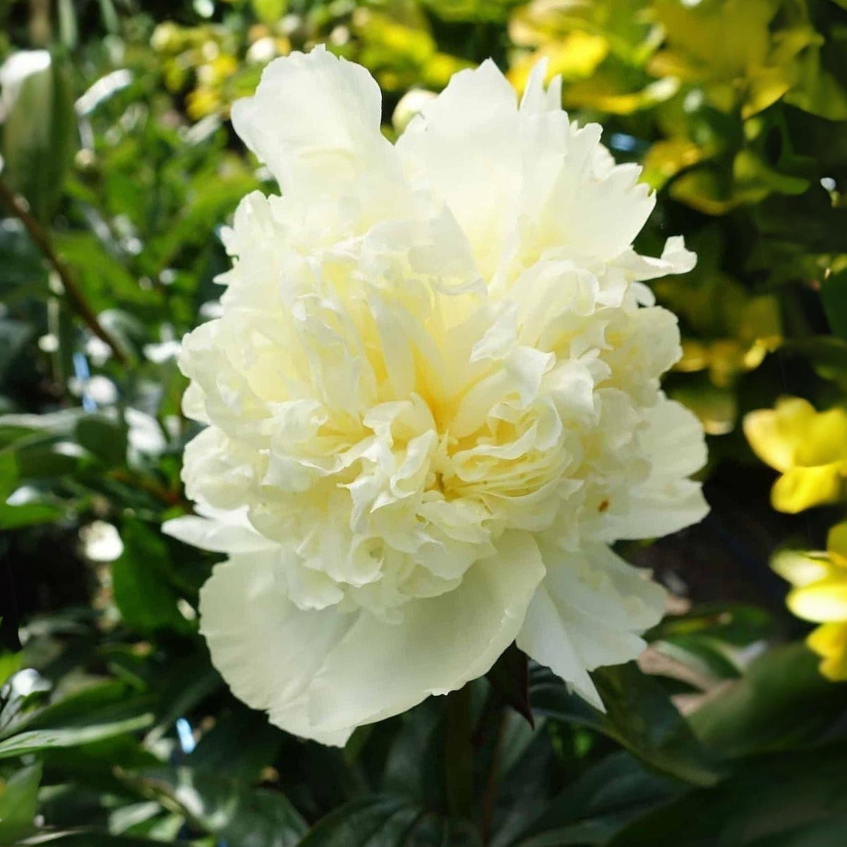 Goldilocks Peony Flower Seeds (Paeonia, Chinese Peony), 10+ seeds