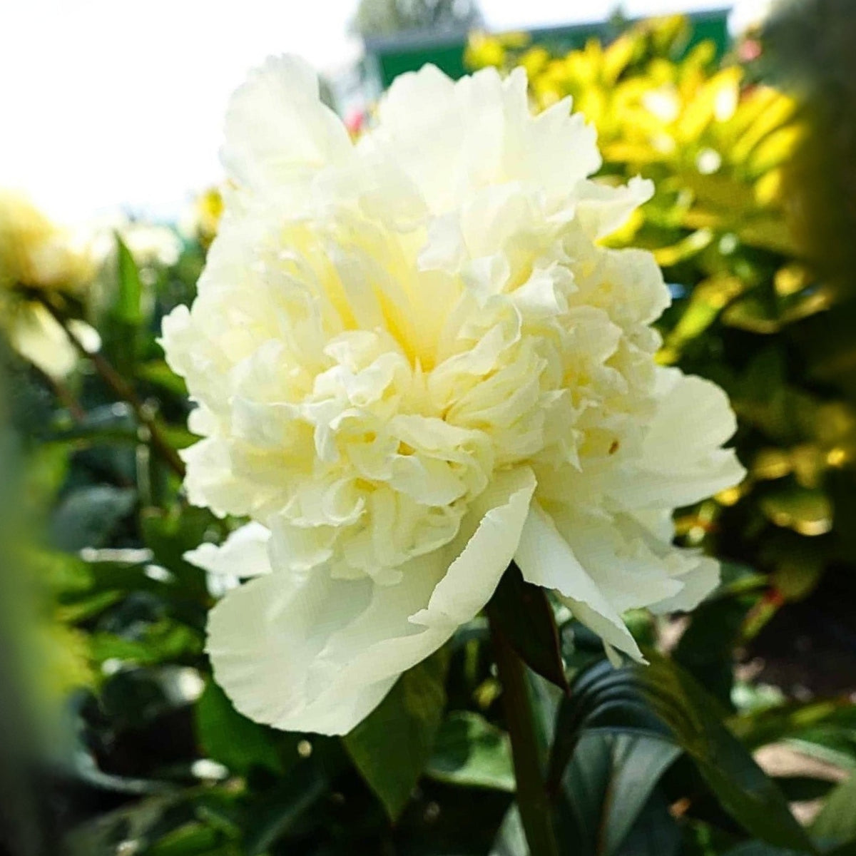 Goldilocks Peony Flower Seeds (Paeonia, Chinese Peony), 10+ seeds