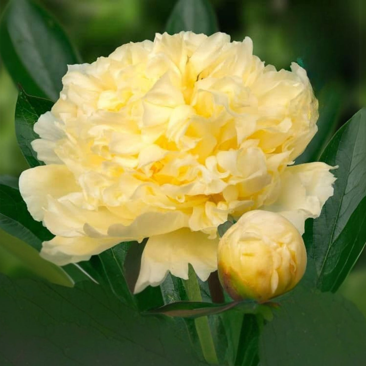 Goldilocks Peony Flower Seeds (Paeonia, Chinese Peony), 10+ seeds
