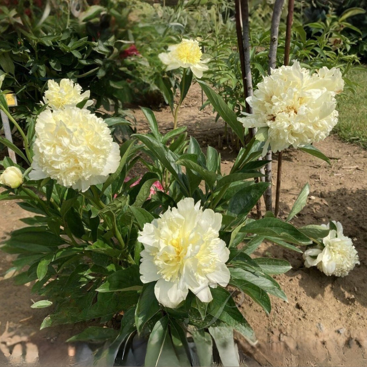 Goldilocks Peony Flower Seeds (Paeonia, Chinese Peony), 10+ seeds