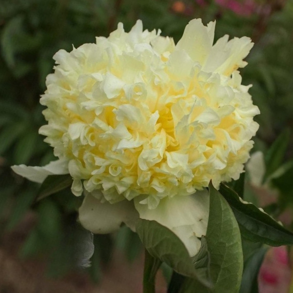 Goldilocks Peony Flower Seeds (Paeonia, Chinese Peony), 10+ seeds