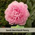 10+ Rare Seeds| Sarah Bernhardt Peony Seeds (Paeonia, Chinese Peony) – Heirloom Perennial Flower Seeds for Colorful Garden Blooms, Ornamental Landscaping & Cut Flowers#B028