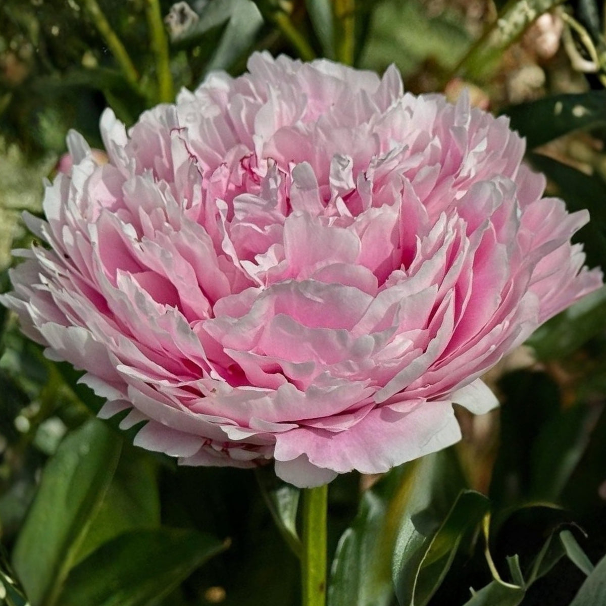 Sarah Bernhardt Peony Seeds - Chinese Peony, 10+ seeds