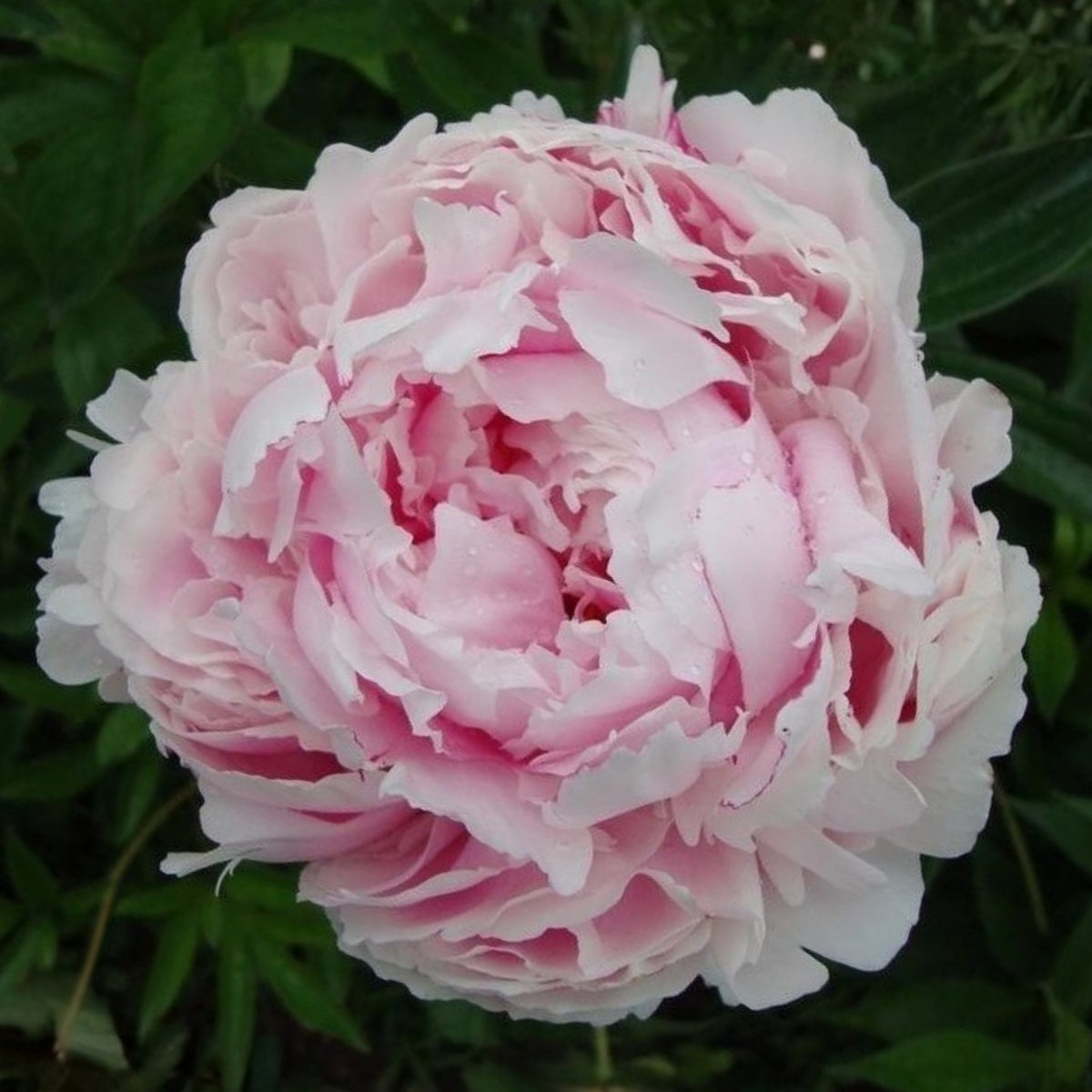 Sarah Bernhardt Peony Seeds - Chinese Peony, 10+ seeds