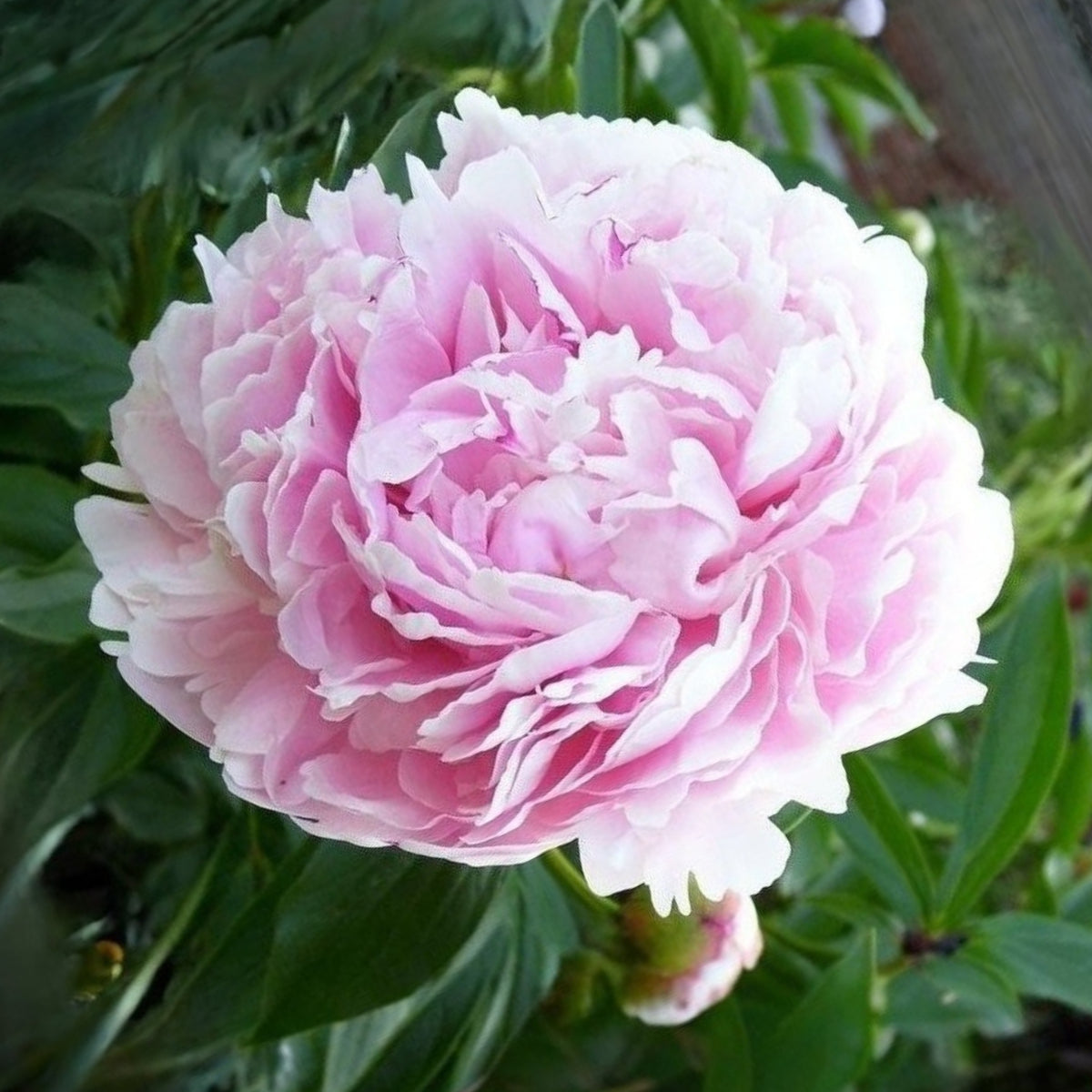 Sarah Bernhardt Peony Seeds - Chinese Peony, 10+ seeds