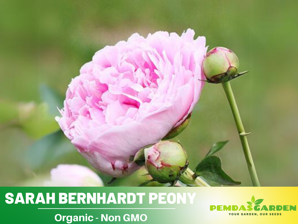 10+ Rare Seeds| Sarah Bernhardt Peony Seeds #B028