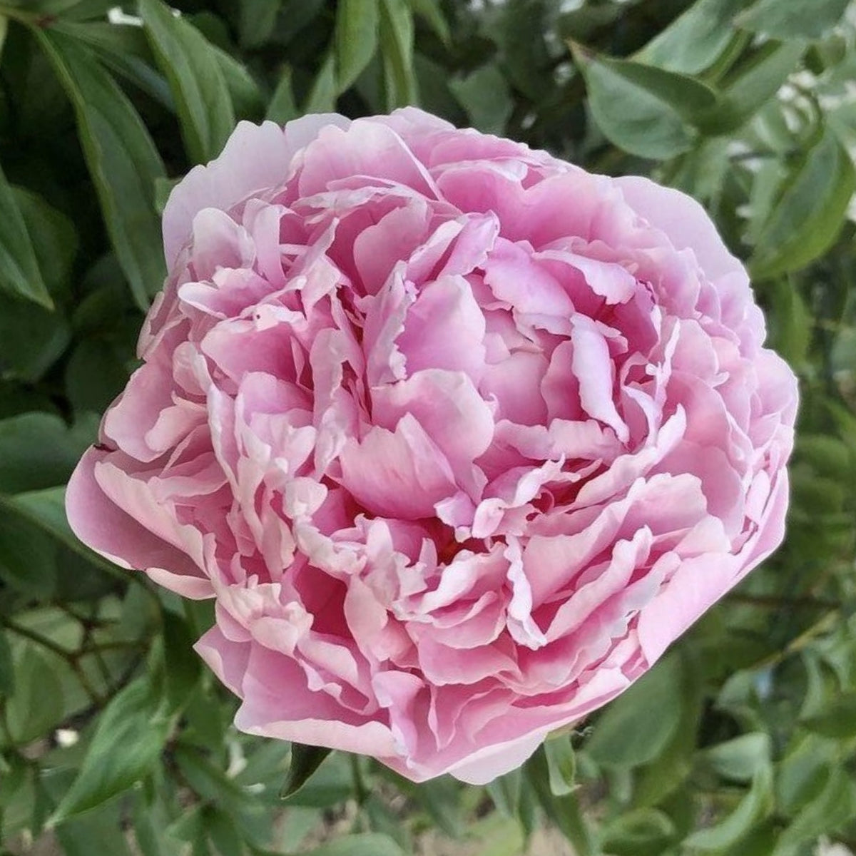 Sarah Bernhardt Peony Seeds - Chinese Peony, 10+ seeds