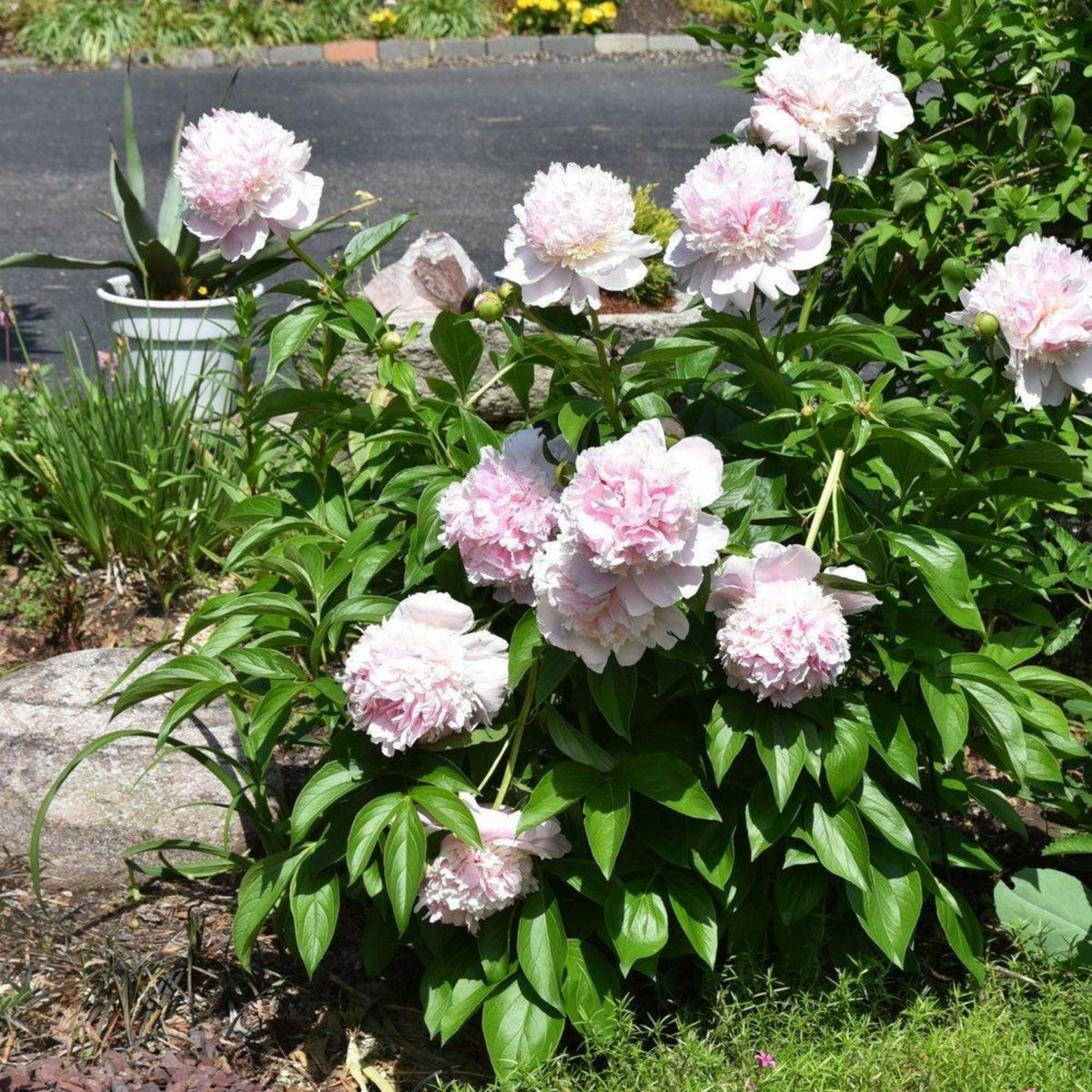 Sarah Bernhardt Peony Seeds - Chinese Peony, 10+ seeds