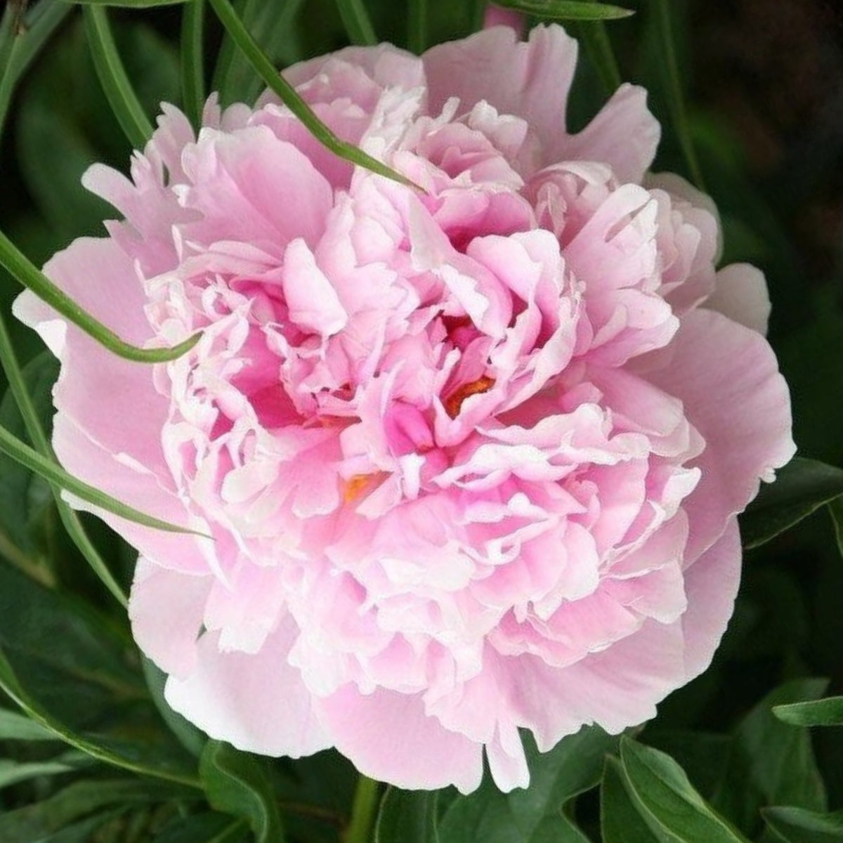 Sarah Bernhardt Peony Seeds - Chinese Peony, 10+ seeds
