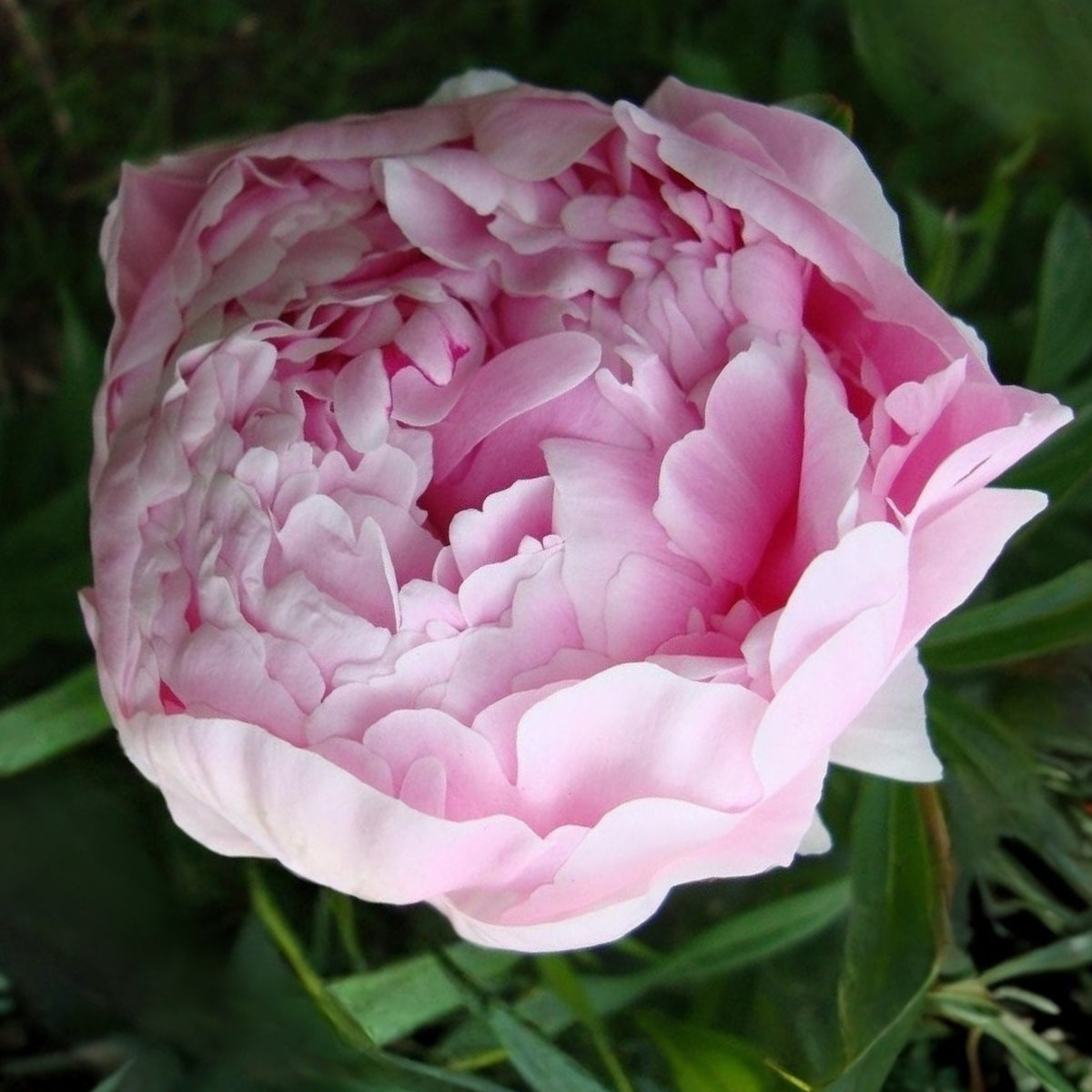 Sarah Bernhardt Peony Seeds - Chinese Peony, 10+ seeds