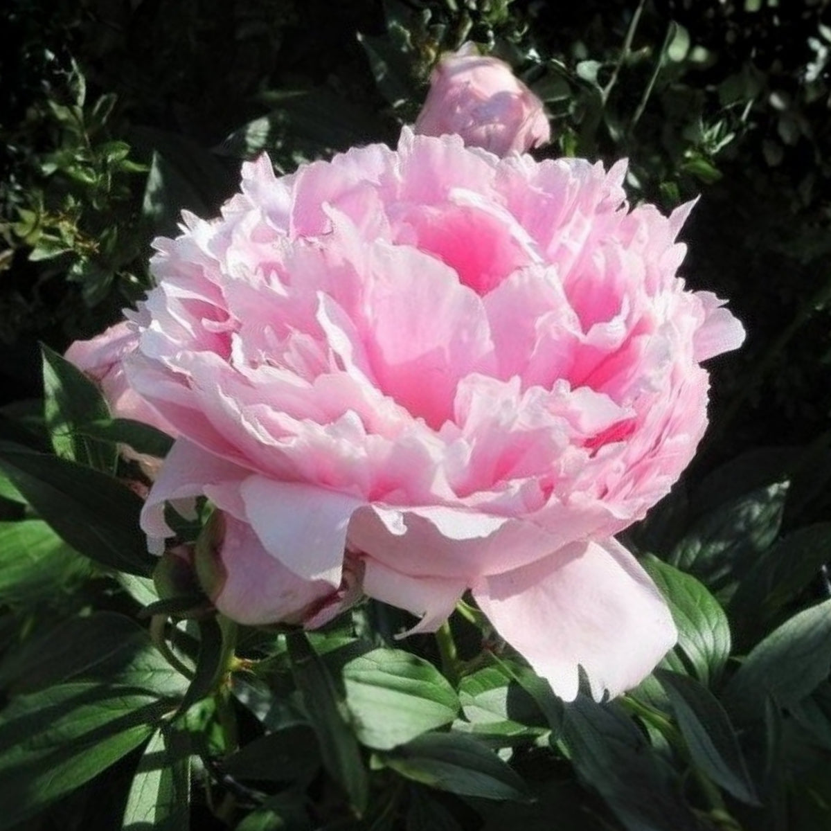 Sarah Bernhardt Peony Seeds - Chinese Peony, 10+ seeds