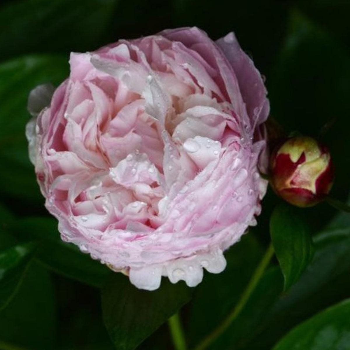 Sarah Bernhardt Peony Seeds - Chinese Peony, 10+ seeds