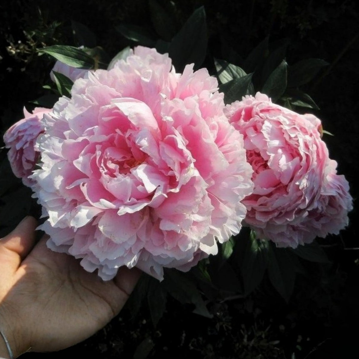 Sarah Bernhardt Peony Seeds - Chinese Peony, 10+ seeds