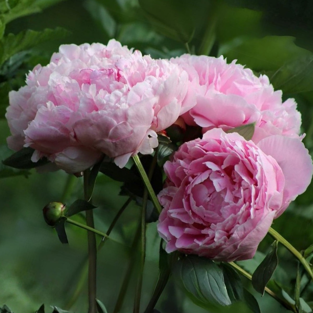 Sarah Bernhardt Peony Seeds - Chinese Peony, 10+ seeds