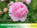 10+ Rare Seeds| Sarah Bernhardt Peony Seeds (Paeonia, Chinese Peony) – Heirloom Perennial Flower Seeds for Colorful Garden Blooms, Ornamental Landscaping & Cut Flowers#B028