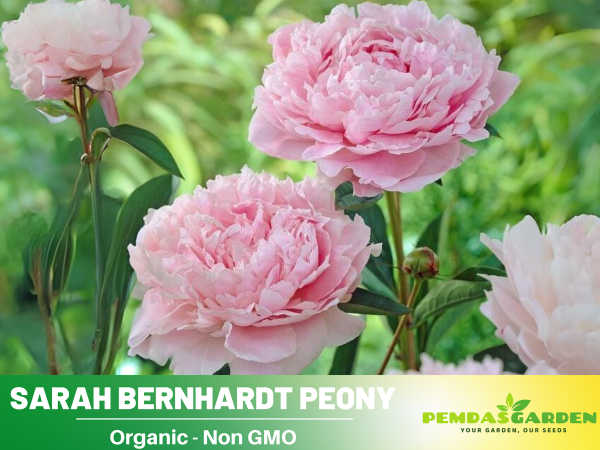 10+ Rare Seeds| Sarah Bernhardt Peony Seeds #B028