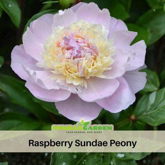 Raspberry Sundae Peony Seeds - Chinese Peony, 10+ seeds