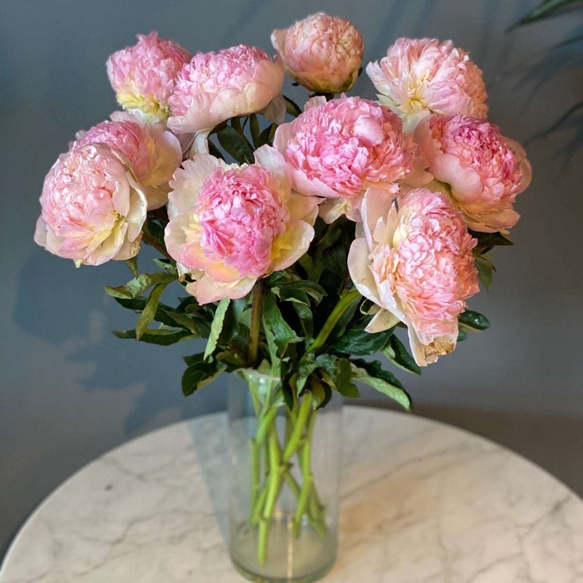 Raspberry Sundae Peony Seeds - Chinese Peony, 10+ seeds