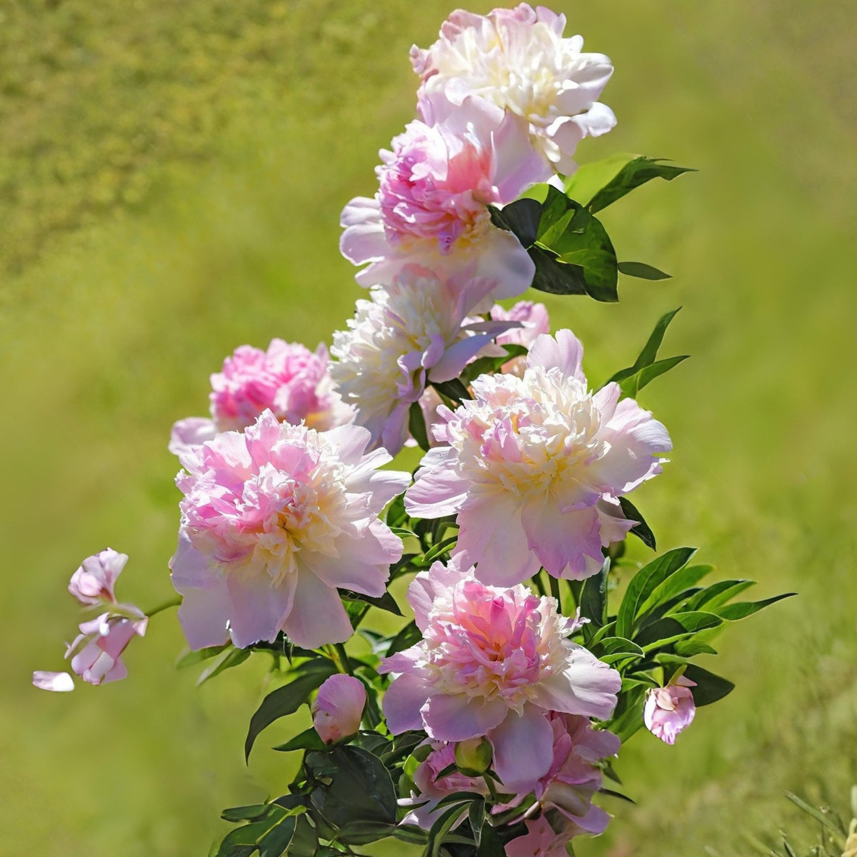 Raspberry Sundae Peony Seeds - Chinese Peony, 10+ seeds