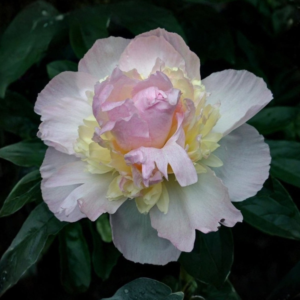 Raspberry Sundae Peony Seeds - Chinese Peony, 10+ seeds