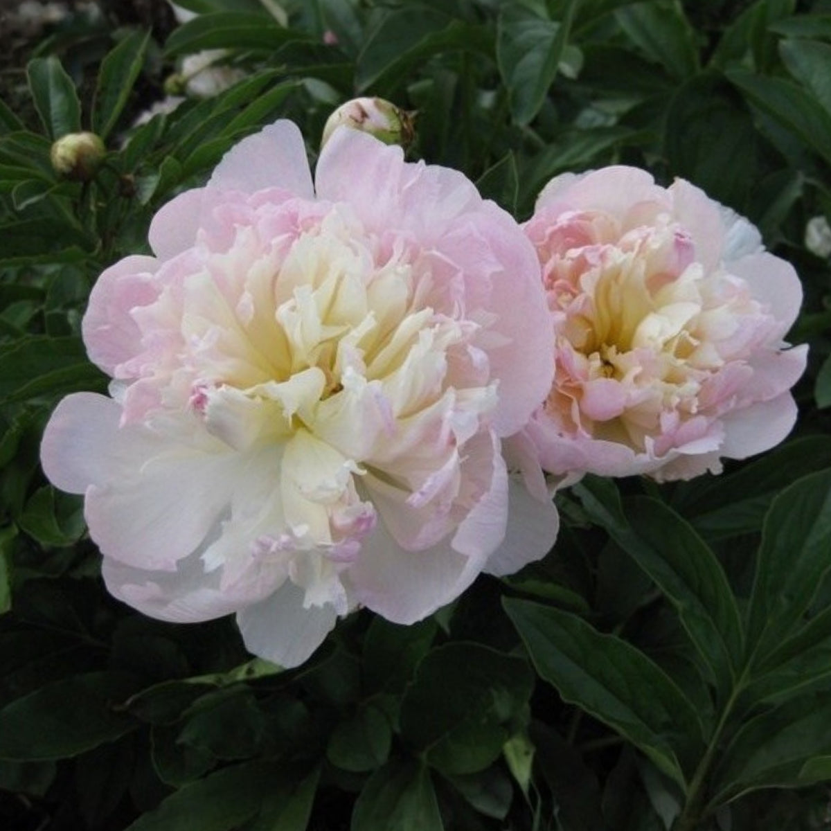 Raspberry Sundae Peony Seeds - Chinese Peony, 10+ seeds
