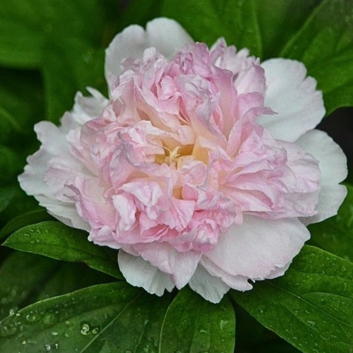 Raspberry Sundae Peony Seeds - Chinese Peony, 10+ seeds