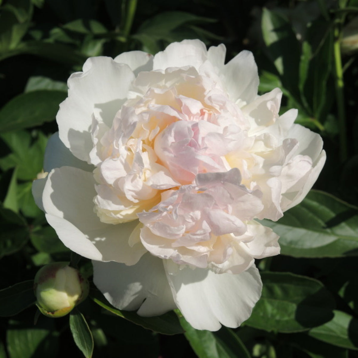 Raspberry Sundae Peony Seeds - Chinese Peony, 10+ seeds