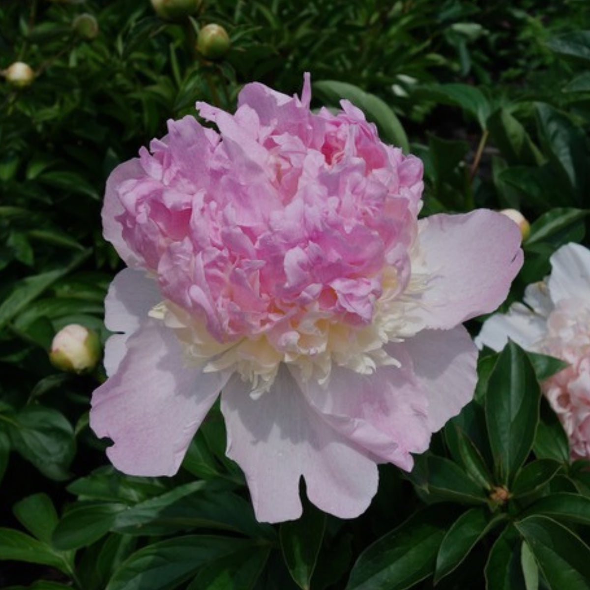 Raspberry Sundae Peony Seeds - Chinese Peony, 10+ seeds