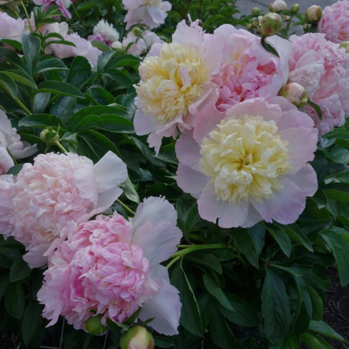 Raspberry Sundae Peony Seeds - Chinese Peony, 10+ seeds
